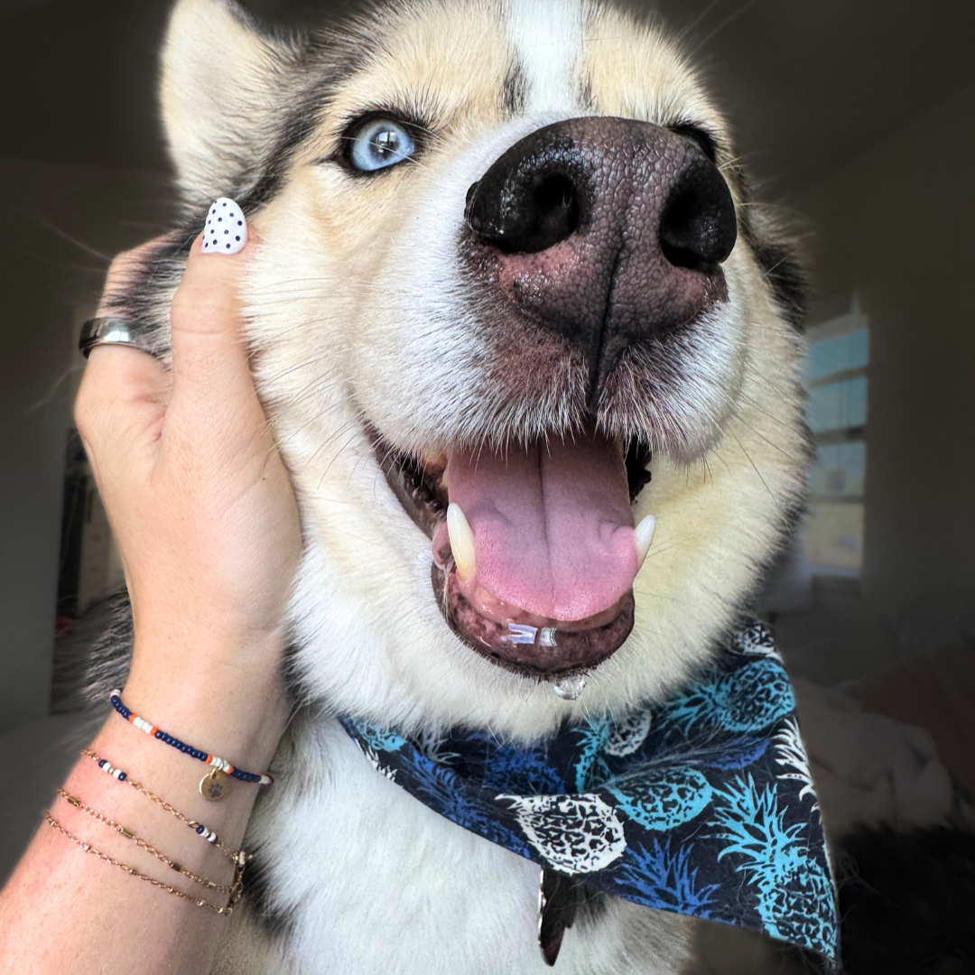 dogs on deployment collab with dainty forces with a hand petting a dog 